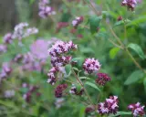 Vackra lila blommor på en ört som är perfekt att odla kryddor med.