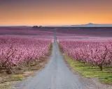 Camino recto entre campos de flores en España, bajo un cielo anaranjado.