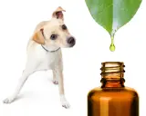 Un chien curieux regarde une goutte d'huile essentielle tomber d'une feuille verte dans un flacon. Une solution naturelle pour l'huile essentielle puce chien.