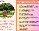 Un boxer brun fait caca dehors, sur l'herbe et les feuilles mortes. Mon chien fait beaucoup caca, voici les causes et solutions.