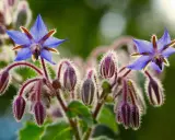 Fleurs bleues étoilées de bourrache, entourées de bourgeons velus pourpre. Le purin de bourrache est un excellent engrais naturel.
