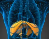 Anatomia umana con evidenziato l'emidiaframma destro sollevato, parte del sistema respiratorio.