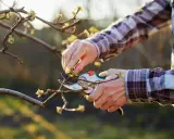 Quand tailler un pommier : des mains expertes utilisent un sécateur pour élaguer un jeune arbre, préparant la saison des fruits.