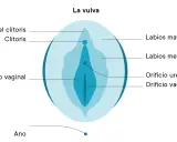 Diagrama de la vulva, mostrando el prepucio del clítoris, clítoris, labios mayores, labios menores, vestíbulo vaginal, orificio uretral y orificio vaginal.