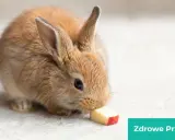 Mały, brązowy króliczek miniaturka zajada kawałek jabłka. To pokazuje, co jedzą króliki miniaturki, gdy dostają zdrowe przysmaki.