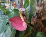Różowy kwiat anturium, znany jako flamingo flower, z żółtym kielichem na tle zielonych liści i kolorowego tła.
