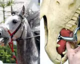 Koń z wędzidem łamanym. Po prawej stronie model szczęki konia z pokazanym działaniem wędzidła.
