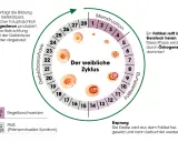 Der weibliche Zyklus: Menstruation, Follikelreifung, Eisprung, Gelbkörperphase. Rauchen kann die Periode beeinflussen.