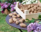 Un tableau variété de pommes de terre germées sur une table, avec des lilas en arrière-plan.
