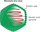 Struktur eines Virus: grüne Proteinhülle um ein rotes Nukleinsäure-Genom. Diese komplexen Zeichen des Lebens sind winzig.