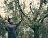 Homme taillant un olivier avec un sécateur électrique.