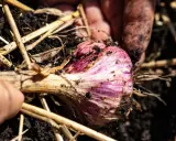 Main d'un jardinier déterrant une belle tête d'ail violette, prête pour la récolte.