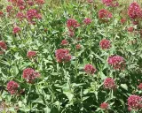 Un parterre de valériane des jardins toxique, aux fleurs denses d'un rouge profond, se déploie sous un soleil éclatant.