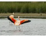Flamingos im Zwillbrocker Venn breiten ihre leuchtend orangen Flügel aus. Ein zweiter Flamingo steht im Wasser dahinter.