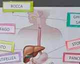 Lapbook apparato digerente: bocca, ghiandole salivari, esofago, fegato, cistifellea, stomaco e pancreas illustrati.