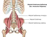 Anatomia mięśnia biodrowo-lędźwiowego: pokazano przyczepy mięśnia lędźwiowego mniejszego, biodrowego i lędźwiowego większego do kręgosłupa i miednicy.