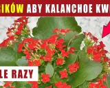 Kalanchoe: Jak przycinać dla zdrowia i kwiatów? Poradnik krok po kroku