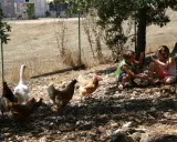 Bambini giocano in una masseria didattica in Puglia, circondati da galline e un'oca.