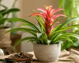 Bromelia en maceta con flores rojas vibrantes. A su lado, una regadera dorada y tierra, sugiriendo cuidados para esta planta exótica.