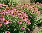 Un champ d'échinacées en pleine floraison, leurs pétales roses vibrants contrastant avec leurs cœurs orange. Un petit insecte butine sur une fleur.