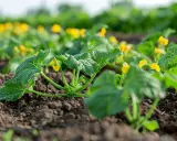 Jeunes plants de courgettes en pleine terre, avec leurs premières fleurs jaunes épanouies. La plantation courgette promet une belle récolte.