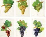 Six illustrations de grappes de raisins : Chenin blanc, Piquepoul blanc, Sylvaner, et deux variétés de raisins noirs. Le blanc de blanc signification est ici illustré par la diversité des cépages.