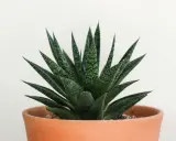 Zielony aloes w terakotowej doniczce. Czy aloes to kaktus? Nie, to sukulent, choć często mylony z kaktusem.