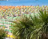 Palme verdi in primo piano su una spiaggia affollata della riviera romagnola, con ombrelloni gialli e arancioni e il mare azzurro sullo sfondo.