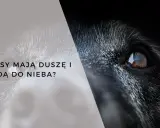 Oko psa, symbolizujące jego duszę w domu, spogląda z ciemności.