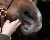 Eine Hand prüft das Maul eines Pferdes, um das gebiss richtig verschnallen zu können.