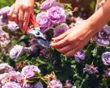 Hands using pruning shears to deadhead roses, removing spent blooms to encourage new growth.