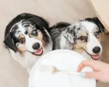 Deux bergers australiens aux yeux magnifiques attendent avec impatience leur nourriture.