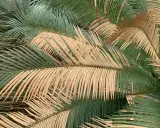 Feuilles d'un cycas revoluta extérieur, certaines vertes et d'autres jaunies, créant un contraste saisissant.