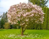 Kwiaty magnolii na tle zieleni – jedne z najpiękniejszych drzew do ogrodu. Płatki opadły na trawę, tworząc dywan.