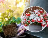 Kiedy sadzić pelargonie? Wiosną, gdy minie ryzyko przymrozków. Unikaj sadzenia w śniegu, jak na zdjęciu!