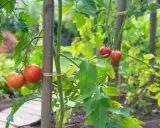 Des tomates rouges mûres pendent de tiges vertes, soutenues par des piquets en bois. Ces variétés de tomates rampantes promettent une récolte savoureuse.