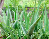 Un folto gruppo di piante di aloe vera, note per i loro benefici per la pelle, con foglie verdi carnose e bordi seghettati.