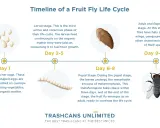 Timeline of a fruit fly life cycle: eggs, larvae, pupa, and adult fly. This shows the complete transformation from tiny eggs to a mature insect.
