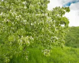 Ein blühender Quittenbaum im Frühling, bereit für den Quittenbaum schneiden. Grüne Wiese und bewölkter Himmel.