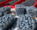 Mnóstwo borówek amerykańskich w plastikowych pojemnikach i czerwonych skrzynkach. Pamiętaj o borówka amerykańska przeciwwskazania, jeśli masz problemy z krzepliwością krwi.