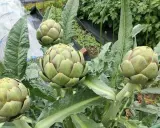 Quatre beaux artichauts verts prêts à être cueillis dans un jardin. Leurs feuilles épaisses et leurs bractées serrées indiquent qu'il est temps de les récolter.