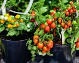 Pots overflowing with ripe red and green tomatoes, showcasing how to grow tomatoes in pots for a bountiful harvest.