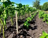 Légumes en rangs, poivrons verts pendant. Idéal pour savoir quels légumes planter en juillet août.
