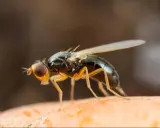 Gros plan d'une mouche de la carotte, un nuisible dont le traitement naturel est recherché par les jardiniers.