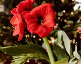 Två röda amaryllisblommor med julgran och ljus i bakgrunden. En påminnelse om hur vattnar man amaryllis för att den ska trivas.