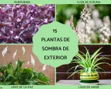 Plantas de sombra exterior grandes: purpurina, flor de espuma, lirio de paz y lazo de amor.