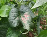 Feuilles de haricots verts atteintes de mildiou, présentant des taches brunâtres et une déformation.