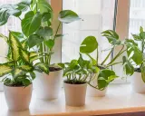 Zielone, bujne kwiaty na parapecie tworzą domową dżunglę. Monstera, difenbachia i epipremnum pięknie prezentują się w białych doniczkach.