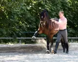 Ein Mann führt ein Pferd im spanischen Schritt. Das Pferd hebt ein Bein hoch, Staub wirbelt auf.