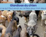 Un groupe de chiens, certains semblant malades, avec un bandeau "Giardiose du chien : tout ce qu'il faut savoir sur ce fléau pour mon élevage".